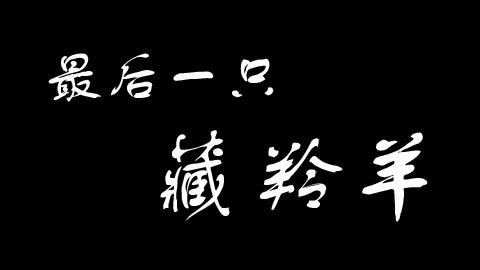 最後一隻藏羚羊,為你讀詩 4年前