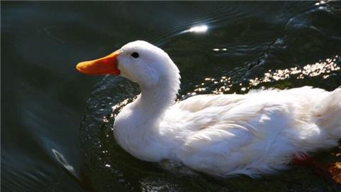 南昌大鹏:666,南昌居然有一只鸭子会开口说话,简直成精了.